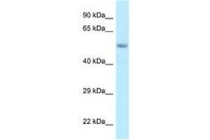Image no. 1 for anti-Family with Sequence Similarity 114, Member A2 (FAM114A2) (C-Term) antibody (ABIN6748046) (FAM114A2 抗体  (C-Term))