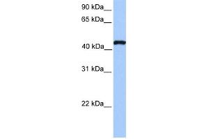WB Suggested Anti-TEAD3 Antibody Titration:  0. (TEAD3 抗体  (N-Term))
