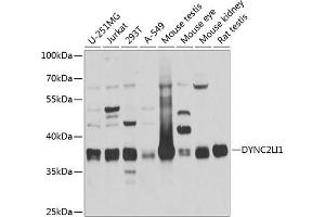 Western blot analysis of extracts of various cell lines, using DYNC2LI1 antibody  at 1:1000 dilution. (DYNC2LI1 抗体  (AA 1-352))