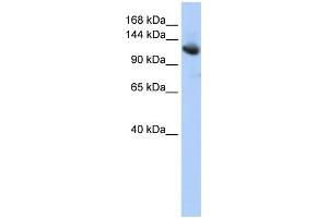 WB Suggested Anti-CAND1 Antibody Titration: 0. (CAND1 抗体  (Middle Region))