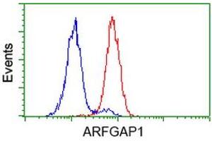 Image no. 6 for anti-ADP-Ribosylation Factor GTPase Activating Protein 1 (ARFGAP1) antibody (ABIN1496680) (ARFGAP1 抗体)