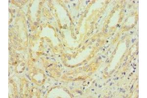 Immunohistochemistry of paraffin-embedded human kidney tissue using ABIN7155200 at dilution of 1:100 (HMGN4 抗体  (AA 1-90))