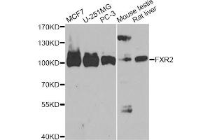 Western blot analysis of extracts of various cell lines, using FXR2 antibody (ABIN6290401) at 1:1000 dilution.