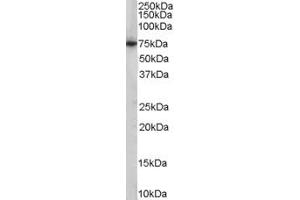 Western Blotting (WB) image for anti-phosphoenolpyruvate Carboxykinase 2 (Mitochondrial) (PEPCK) (AA 407-419) antibody (ABIN299543) (PEPCK 抗体  (AA 407-419))