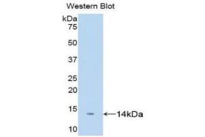 Western Blotting (WB) image for anti-D-Dopachrome Tautomerase (DDT) (AA 2-118) antibody (ABIN1176182)