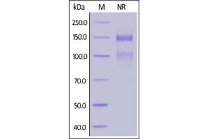 Biotinylated Human ITGA8&ITGB1 Heterodimer Protein, His,Avitag&Tag Free on  under ing (NR) condition.