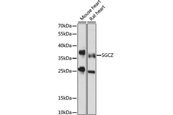 SGCZ 抗体  (AA 83-312)