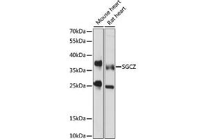 Western blot analysis of extracts of various cell lines, using SGCZ antibody (ABIN7270145) at 1000 dilution. (SGCZ 抗体  (AA 83-312))