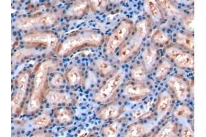 Detection of FGF15 in Rat Kidney Tissue using Monoclonal Antibody to Fibroblast Growth Factor 15 (FGF15) (FGF15 抗体  (AA 25-218))