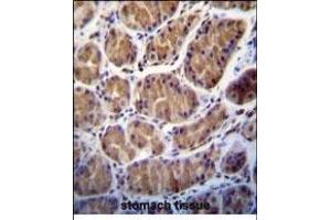 PRSS7 Antibody (C-term ) (ABIN656189 and ABIN2845515) immunohistochemistry analysis in formalin fixed and paraffin embedded human stomach tissue followed by peroxidase conjugation of the secondary antibody and DAB staining. (TMPRSS15 抗体  (C-Term))