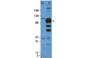 Image no. 1 for anti-Glypican 1 (GPC1) (Internal Region) antibody (ABIN401058) (GPC1 抗体  (Internal Region))
