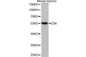 Western Blotting (WB) image for anti-CD4 (CD4) (AA 300-400) antibody (ABIN3022125)