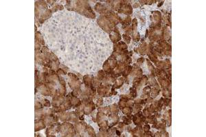 Immunohistochemical staining (Formalin-fixed paraffin-embedded sections) of human pancreas with UBXN11 polyclonal antibody  shows strong cytoplasmic positivity in exocrine cells. (UBXN11 抗体)