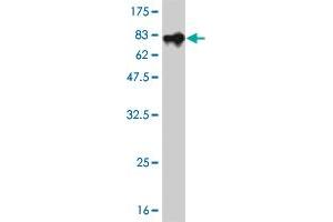 Western Blotting (WB) image for anti-Secreted phosphoprotein 1 (SPP1) (AA 1-300) antibody (ABIN520445)