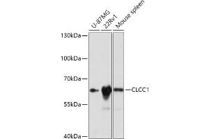 Western blot analysis of extracts of various cell lines, using CLCC1 antibody (ABIN7266333) at 1:1000 dilution. (CLCC1 抗体  (AA 302-501))