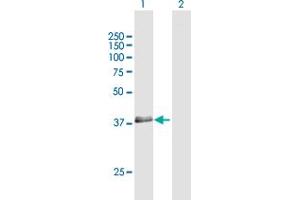 Western Blot analysis of RNF34 expression in transfected 293T cell line by RNF34 MaxPab polyclonal antibody. (RNF34 抗体  (AA 1-373))