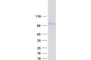 Western Blotting (WB) image for G-Protein Signaling Modulator 1 (GPSM1) (Transcript Variant 1) protein (Myc-DYKDDDDK Tag) (ABIN2722202)