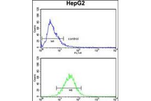 Flow cytometry analysis of HepG2 cells (bottom histogram) compared to a negative control cell (top histogram). (Aminomethyltransferase 抗体  (N-Term))