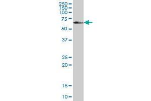 KIAA1443 MaxPab polyclonal antibody. (HOMEZ 抗体  (AA 1-526))