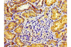 Immunohistochemistry of paraffin-embedded human kidney tissue using ABIN7146085 at dilution of 1: 100 (CD27 抗体  (AA 229-312))