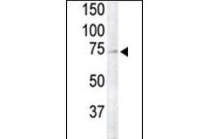 RSK4 Antibody (N-term) (ABIN1882127 and ABIN2842047) is used to detect RSK4 in primate brain tissue lysate (lane 2). (RPS6KA6 抗体  (N-Term))