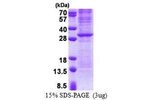 SDS-PAGE (SDS) image for Granzyme K (Granzyme 3, Tryptase II) (GZMK) (AA 27-264) protein (His tag) (ABIN5853198)