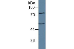 Western Blot; Sample: Mouse Liver lysate; Primary Ab: 1µg/ml Rabbit Anti-Human ANGPT1 Antibody Second Ab: 0. (Angiopoietin 1 抗体  (AA 21-228))