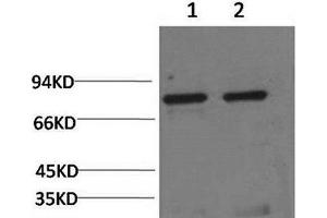 Western Blot analysis of 1) Hela, 2) Rat liver using HSPA5 Monoclonal Antibody at dilution of 1:2000. (GRP78 抗体)