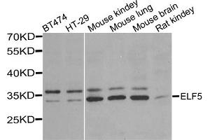 Western blot analysis of extracts of various cell lines, using ELF5 antibody (ABIN5974316) at 1/1000 dilution.