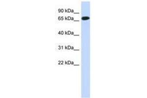 Image no. 1 for anti-Chromosome 1 Open Reading Frame 65 (C1ORF65) (N-Term) antibody (ABIN6741218) (C1orf65 抗体  (N-Term))