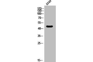 Western Blot analysis of A549 cells using SR-6 Polyclonal Antibody (Serotonin Receptor 6 抗体  (Internal Region))