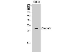 Western Blotting (WB) image for anti-Claudin 3 (CLDN3) (Ser255) antibody (ABIN3174423) (Claudin 3 抗体  (Ser255))
