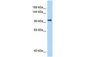 Image no. 1 for anti-DEAH (Asp-Glu-Ala-His) Box Polypeptide 16 (DHX16) (AA 171-220) antibody (ABIN6748026) (DHX16 抗体  (AA 171-220))