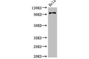 Western Blot Positive WB detected in: Hela whole cell lysate All lanes: PIK3C3 antibody at 3. (PIK3C3 抗体  (Catalytic Subunit))