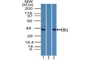 Image no. 1 for anti-G Protein-Coupled Receptor 183 (GPR183) (AA 300-350) antibody (ABIN960191)