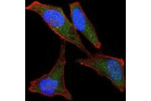 Immunofluorescence analysis of Hela cells using LPlunc1 antibody (green). (BPIFB1 抗体)