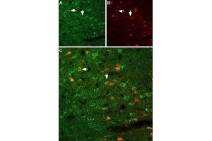 Expression of GFRA1 in rat neocortex - Immunohistochemical staining of immersion-fixed, free floating rat brain frozen sections using Anti-GFR alpha 1 (extracellular) Antibody (ABIN7043211, ABIN7044777 and ABIN7044778), (1:100). (GFRA1 抗体  (Extracellular Domain))
