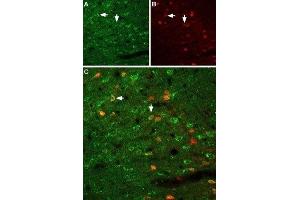 Expression of GFRA1 in rat neocortex - Immunohistochemical staining of immersion-fixed, free floating rat brain frozen sections using Anti-GFR alpha 1 (extracellular) Antibody (ABIN7043211, ABIN7044777 and ABIN7044778), (1:100). (GFRA1 抗体  (Extracellular))