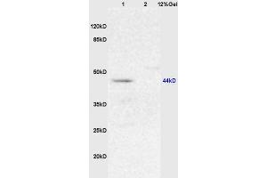 Lane 1: mouse brain lysates Lane 2: mouse lung lysates probed with Anti Maltose binding protein/MBP Polyclonal Antibody, Unconjugated (ABIN873253) at 1:200 in 4 °C. (Maltose Binding Protein 抗体  (AA 43-57))