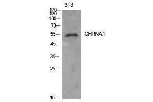 Western Blotting (WB) image for anti-Acetylcholine Receptor Subunit alpha (CHRNA1) (Internal Region) antibody (ABIN3178901) (CHRNA1 抗体  (Internal Region))