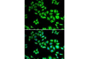 Immunofluorescence (IF) image for anti-Cullin 1 (CUL1) (AA 500-776) antibody (ABIN3015864) (Cullin 1 抗体  (AA 500-776))