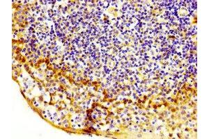 IHC image of ABIN7169043 diluted at 1:200 and staining in paraffin-embedded human tonsil tissue performed on a Leica BondTM system. (MASTL 抗体  (AA 612-740))