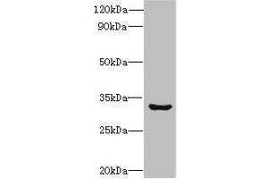 Western blot All lanes: CLEC1A antibody at 6 μg/mL + Mouse thymus tissue Secondary Goat polyclonal to rabbit IgG at 1/10000 dilution Predicted band size: 32 kDa Observed band size: 32 kDa (CLEC1A 抗体  (AA 74-280))