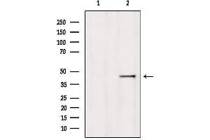 Western blot analysis of extracts from 293, using HOMER1 Antibody. (HOMER1 抗体  (Internal Region))