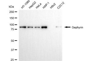 anti-Gephyrin (GPHN) antibody