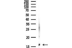 Western blot analysis of lysates from Hela cells(starvation,24h treatment), using Mono-Methyl-Histone H3 (Lys4)/H3K4me1 Antibody at 1/1000 dilution.