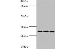 Western blot All lanes: SPIN1 antibody at 1. (Spindlin 1 抗体  (AA 1-262))