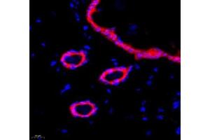Immunofluorescence (Paraffin-embedded Sections) (IF (p)) image for anti-Annexin A8 (ANXA8) antibody (ABIN7073071)
