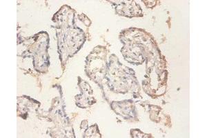 Immunohistochemistry of paraffin-embedded human placenta tissue using ABIN7142480 at dilution of 1:100 (RPS11 抗体  (AA 2-158))