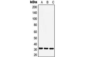 Western blot analysis of RAD1 expression in A549 (A), Raw264. (RAD1 抗体  (Center))